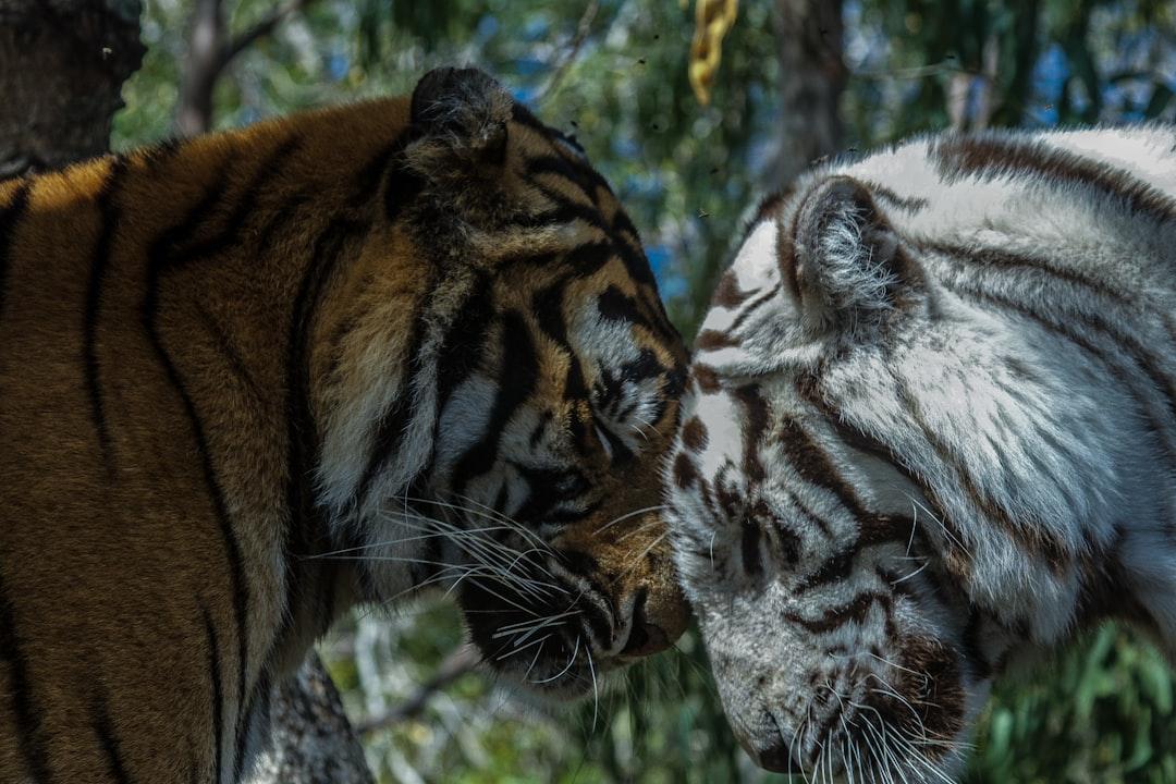 découvrez l'univers touchant de l'amour entre les animaux et leurs humains. plongez dans des histoires émouvantes et des moments de tendresse qui montrent comment la complicité animale enrichit nos vies. un hommage à la loyauté et à l'affection inconditionnelle des animaux.