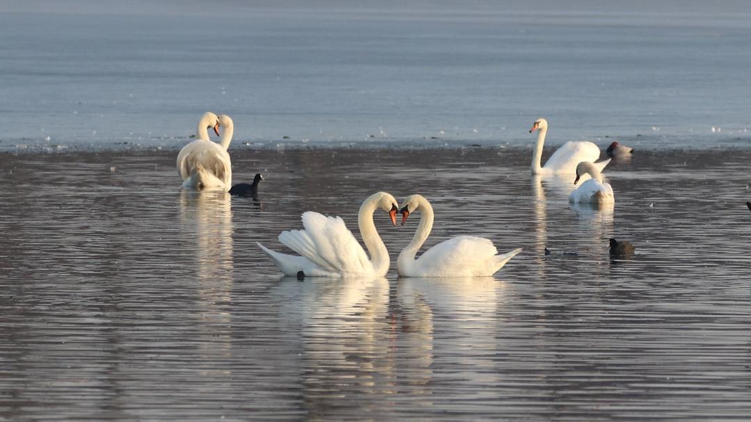 découvrez l'amour inconditionnel entre les animaux et les humains dans 'animal love'. plongez dans des histoires émouvantes, des photos touchantes et des témoignages poignants qui célèbrent les liens uniques et puissants qui unissent nos compagnons à quatre pattes à leurs propriétaires.