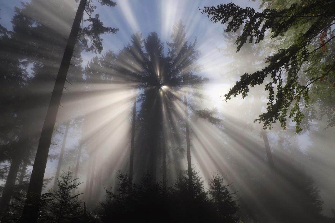 découvrez l'univers fascinant de la psychologie : explorez le comportement humain, les émotions et les mécanismes mentaux qui nous façonnent. plongez dans les différentes branches de cette science et apprenez comment elles peuvent améliorer votre bien-être et vos relations.