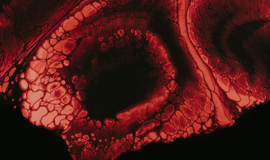 découvrez la signification du terme nyctophilia, ce fascinant attrait pour la nuit et l’obscurité. plongez dans l’univers de ceux qui trouvent paix et inspiration dans la pénombre.