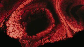 découvrez la signification du terme nyctophilia, ce fascinant attrait pour la nuit et l’obscurité. plongez dans l’univers de ceux qui trouvent paix et inspiration dans la pénombre.