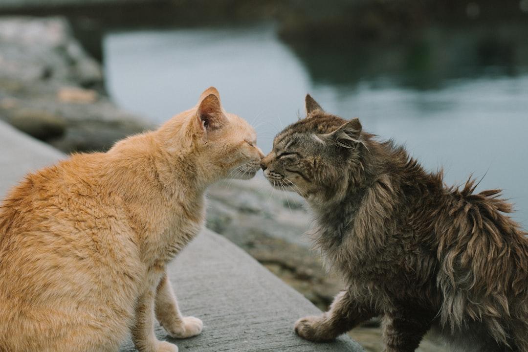 découvrez le comportement possessif : compréhension, causes et solutions pour mieux gérer vos relations. apprenez à identifier les signes de possessivité et à instaurer des relations saines et équilibrées.