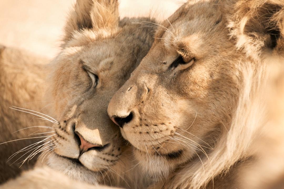découvrez le comportement possessif et ses impacts sur les relations personnelles. apprenez à identifier les signes de possessivité et trouvez des conseils pour améliorer la communication et renforcer la confiance avec vos proches.