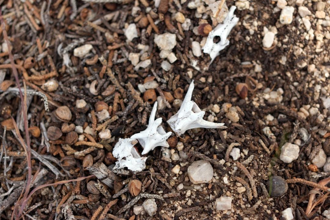 découvrez un univers macabre où l'obscurité et le mystère se mêlent pour captiver votre imagination.