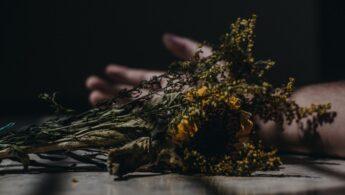 découvrez l'univers macabre, où mystère et atmosphère sombre se mêlent pour captiver les amateurs de frissons et d'histoires intrigantes.