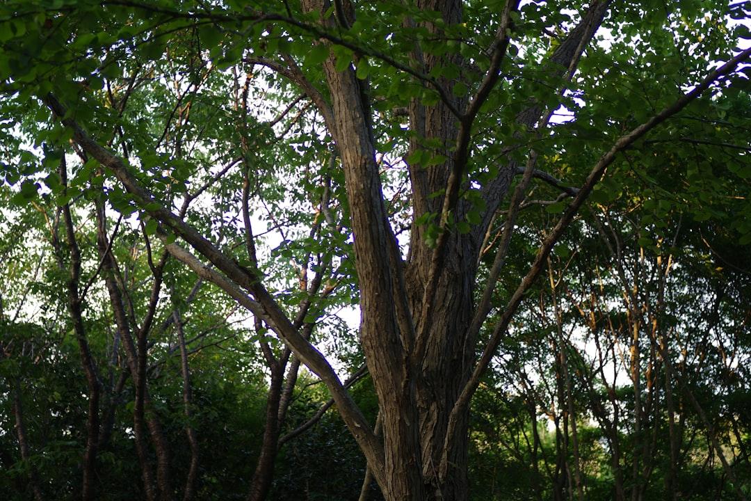 découvrez le tree test, une méthode d'évaluation de l’architecture de l’information d’un site web. apprenez comment ce test aide à améliorer la navigation et l’expérience utilisateur grâce à des exemples et conseils pratiques.