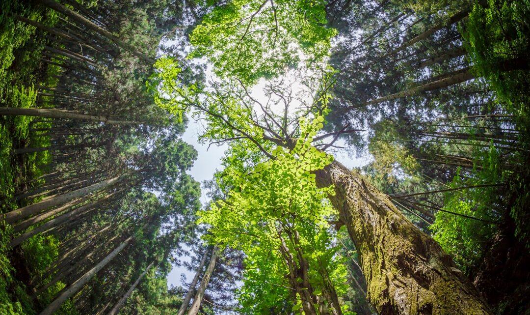 découvrez vital energy, votre source essentielle pour booster votre énergie naturellement et retrouver vitalité et bien-être au quotidien.