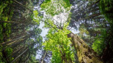 Les citations incontournables de Zénon de Kition, le sage du portique