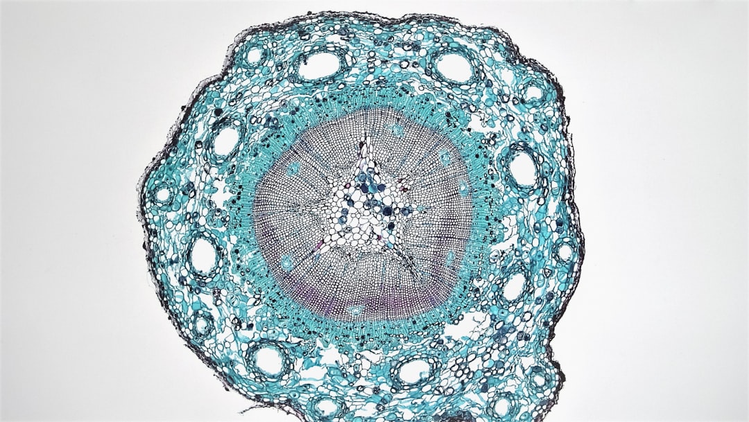 le noyau lenticulaire est une structure du cerveau impliquée dans le contrôle des mouvements et diverses fonctions motrices, faisant partie des noyaux gris centraux.