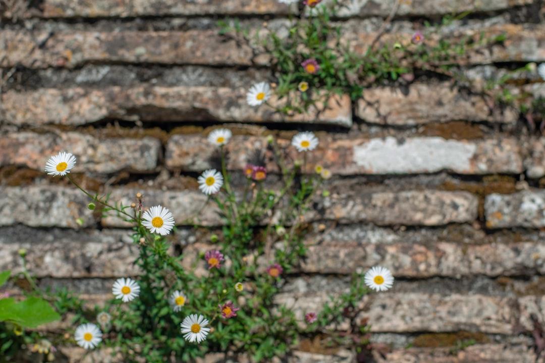 découvrez comment surmonter l'adversité et transformer les défis en opportunités de croissance personnelle et de réussite.