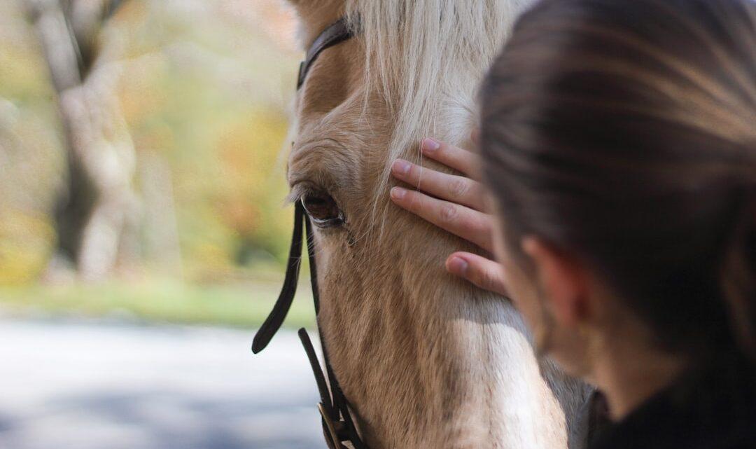 découvrez l'émotion poignante des larmes de nietzsche et l'étreinte symbolique du cheval, une exploration philosophique et poétique unique.