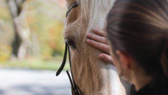 découvrez l'émotion poignante des larmes de nietzsche et l'étreinte symbolique du cheval, une exploration philosophique et poétique unique.
