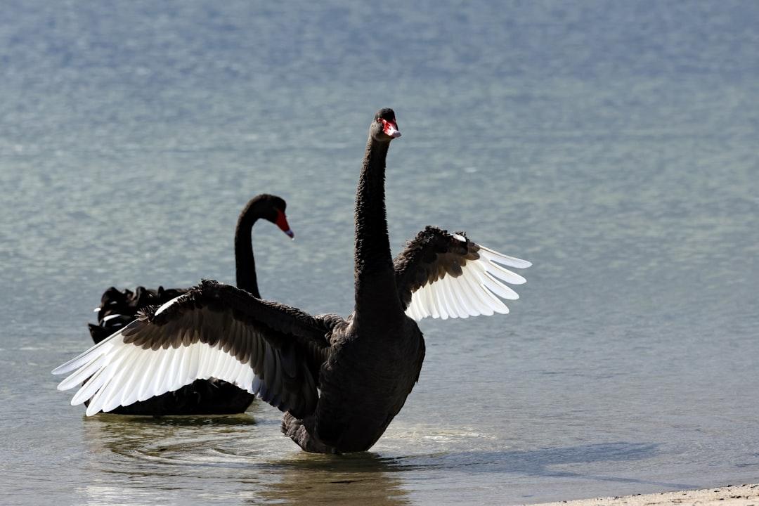 découvrez l'histoire captivante de black swan, un thriller psychologique intense explorant la passion, la perfection et la descente dans la folie.