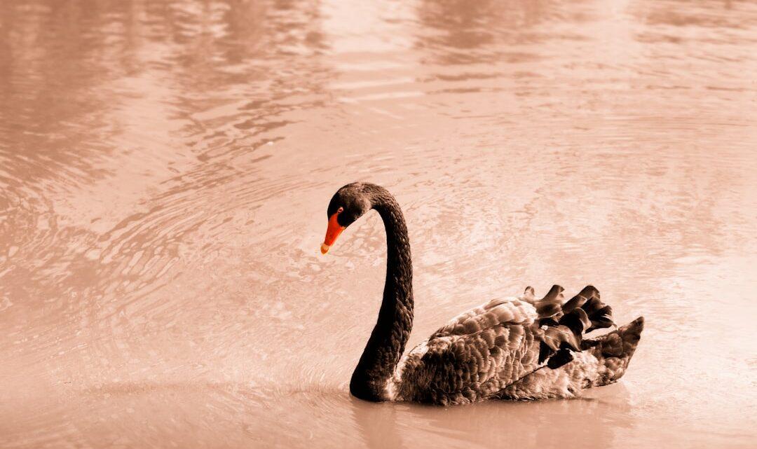 découvrez black swan, un film captivant mêlant psychologie et suspense autour du monde de la danse classique.