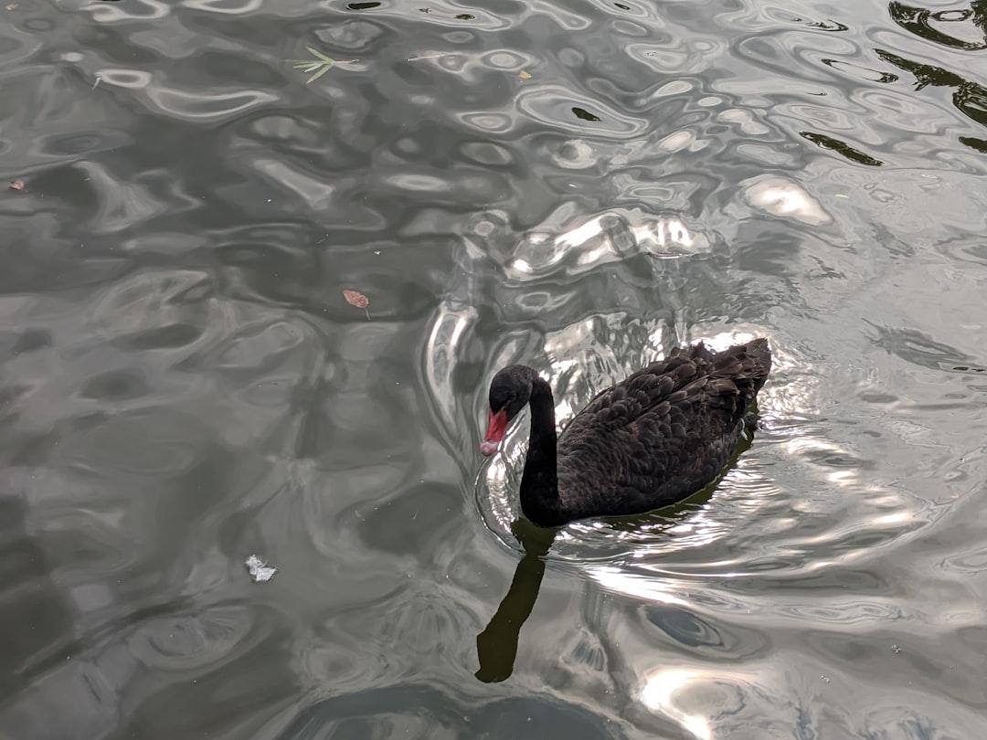 découvrez black swan, un thriller psychologique captivant explorant la quête de perfection et la dualité intérieure dans le monde exigeant du ballet.