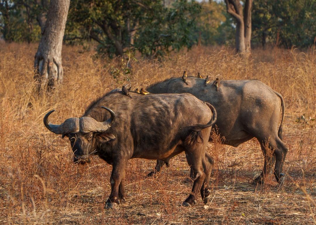 découvrez ce qu'est la codépendance, ses signes, ses causes et comment y faire face pour retrouver votre équilibre émotionnel et améliorer vos relations.