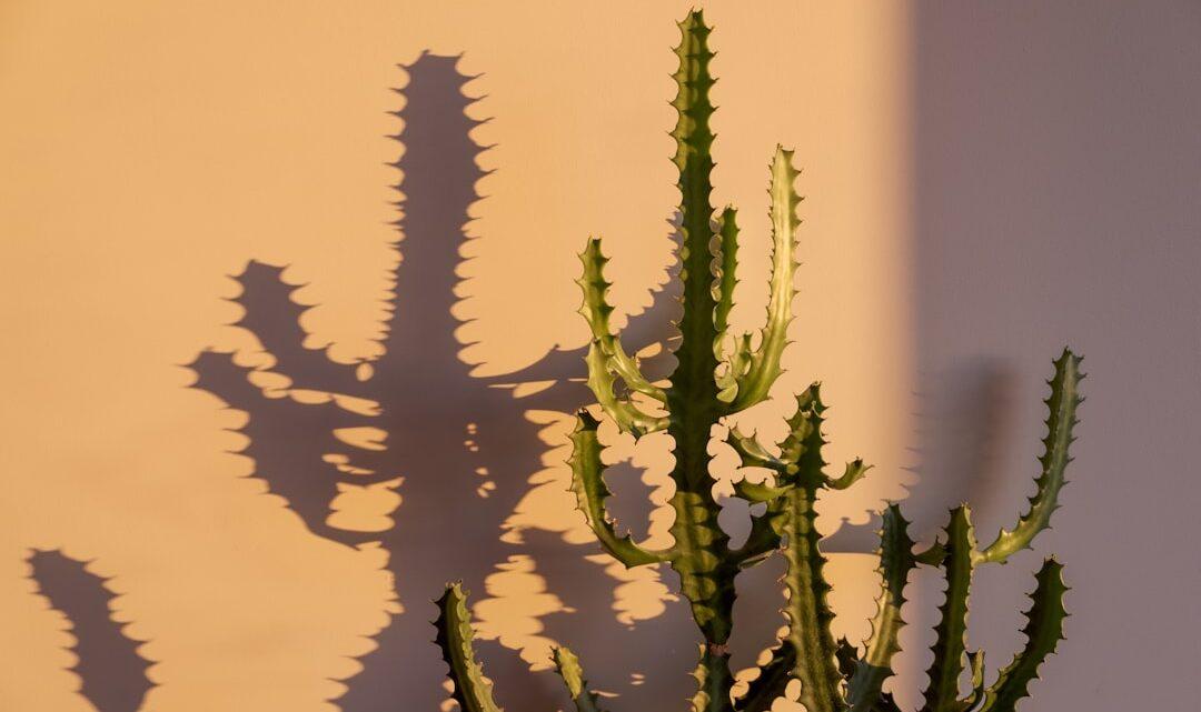 découvrez le concept de perception, son rôle dans la compréhension sensorielle et cognitive du monde qui nous entoure, et son importance en psychologie et neurosciences.